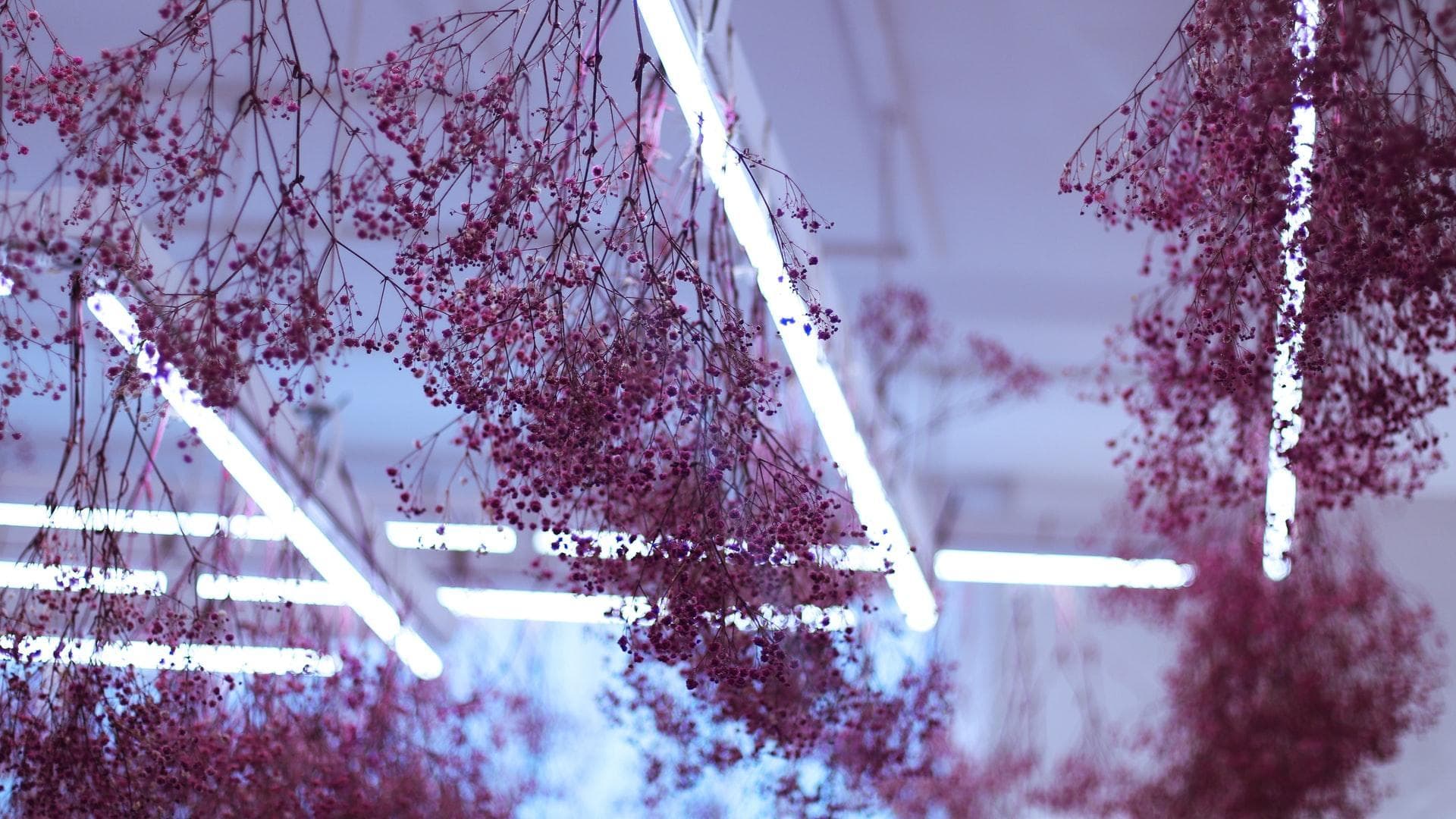 A venit toamna, cad frunze. Trec anii, cad dinții. Scad puterile, cazi din picioare. Aduni praful, cad poze. Aduni florile,  